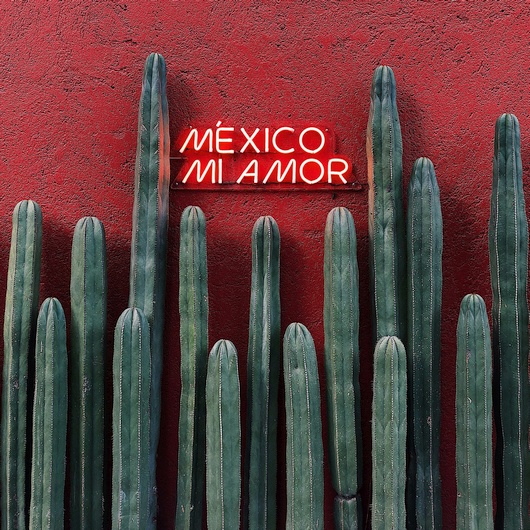Kakteen vor einer Mauer mit dem Schild „MEXICO MI AMOR“ (Foto: Emir Saldierna // unsplash)